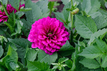 Close-up of a bright pink dahlia with layered petals, standing out against green leaves, captured during blooming season in a garden, highlighting ornamental beauty and vivid color.の写真素材