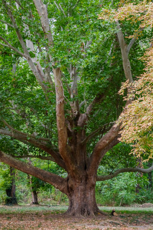 Large tree with a strong trunk and sprawling branches covered in lush green foliage and golden...