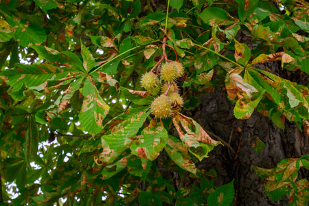 Detailed view of a chestnut tree branch showing spiky green seed pods surrounded by green and brown leaves, highlighting the natural seasonal transition in a woodland environment.の写真素材