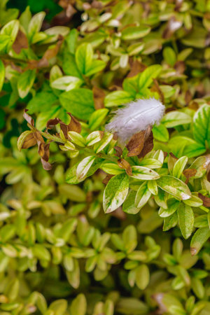 Close-up of a small white feather caught on a branch with green leaves and brown edges, symbolizing fragility and contrast between natureâs vitality and decay in a garden scene.の写真素材
