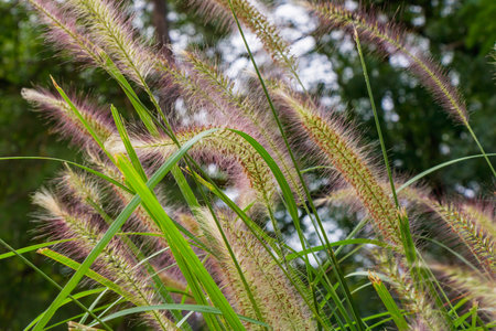 Detailed view of fountain grass with long feathery spikes and green blades, gently swaying in the breeze, captured outdoors as a symbol of natural beauty, movement, and resilience.の写真素材