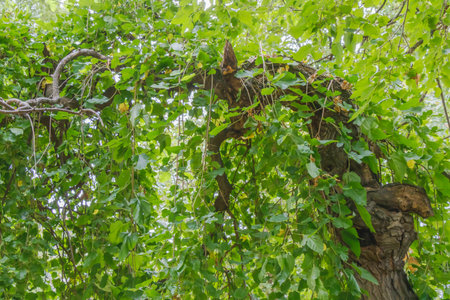 Close-up of an old tree with a curved branch draped in abundant green foliage, forming a natural canopy and shade in a peaceful park environment filled with light and growth.の写真素材