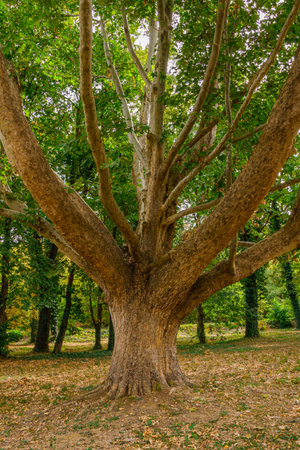 A broad tree with a thick trunk and strong branches spreading widely in a peaceful park, surrounded by greenery and fallen leaves, representing endurance, growth, and natural beauty.の写真素材