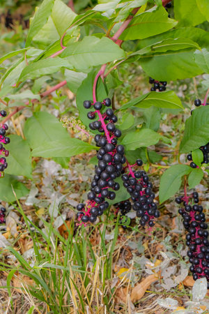 Close-up of pokeweed plant with clusters of dark black berries on red stems surrounded by green foliage, captured in a natural outdoor habitat, symbolizing wild growth and vegetation.の写真素材