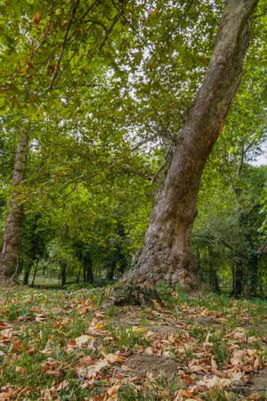 Tall trees with thick trunks and green foliage create a calming atmosphere in a peaceful forest. Fallen leaves cover the ground, indicating the changing seasons and the beauty of nature.の写真素材