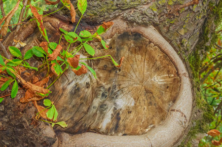 Detailed view of a cut tree trunk showing growth rings and textured wood grain, surrounded by moss, dry autumn leaves, and fresh greenery, symbolizing cycles of life and seasonal change.の写真素材