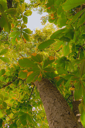 Looking upward at the trunk and canopy of a chestnut tree during early autumn. The leaves show a mix of green and yellow tones illuminated by gentle sunlight, evoking calm and natural harmony.の写真素材