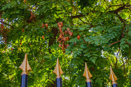 View of a tree with clusters of brown seed pods among dense green leaves illuminated by sunlight, framed by golden fence details, symbolizing harmony between nature and urban elements.の写真素材