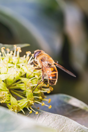 Close-up macro photo of a honeybee gathering pollen from a yellow-green ivy flower. The beeâs wings and body details are captured sharply, illuminated by natural sunlight against a soft blurred background.の写真素材