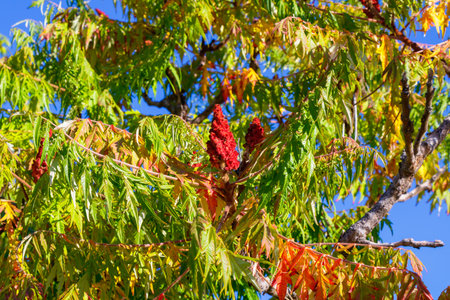 Close-up of a staghorn sumac (Rhus typhina) branch displaying red fruit clusters and vibrant foliage in shades of green, yellow, and orange under a clear blue autumn sky.の写真素材
