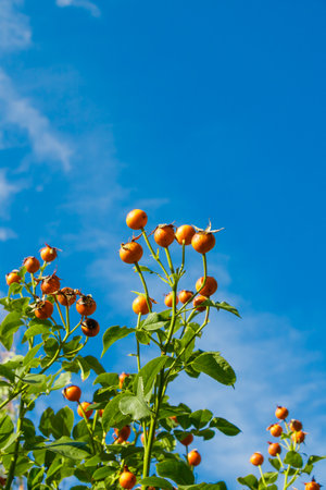 Clusters of ripe orange rose hips against a clear blue sky, illuminated by warm sunlight. The image captures the freshness of early autumn and the vitality of seasonal fruiting in the garden.の写真素材