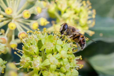 Macro shot of a honeybee collecting nectar from delicate yellow-green ivy blossoms. The image...