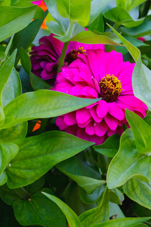 Close-up view of bright pink zinnia (Zinnia elegans) blossoms surrounded by healthy green foliage in natural sunlight, showcasing vivid colors, soft texture, and lush garden growth.の写真素材
