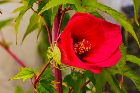 Close-up of a red hibiscus flower with detailed petals and yellow stamens, illuminated by soft sunlight. The image highlights the plantâs natural beauty, contrast, and tropical vibrancy.の写真素材