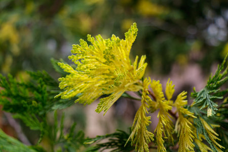 Close-up of a conifer branch showing vivid yellow-green new growth among mature darker needles. The image highlights seasonal renewal and natural contrast, ideal for botanical or environmental concepts.の写真素材