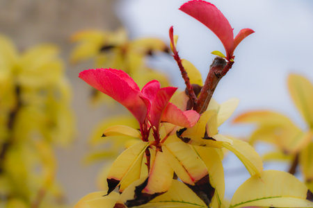 Close-up of fresh red leaves emerging above mature yellow foliage on a decorative garden shrub. The contrast between warm colors symbolizes seasonal change and new growth under gentle daylight.の写真素材