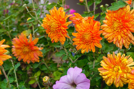 A cluster of radiant orange chrysanthemums in full bloom contrasts beautifully with a delicate lavender petunia below. The rich green foliage and warm tones create a cheerful autumn garden scene.の写真素材