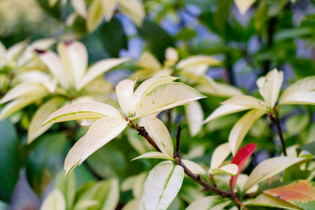Close-up of variegated cream and green leaves of a photinia shrub bathed in gentle daylight, capturing the calm beauty of garden foliage and the natural harmony of seasonal growth.の写真素材
