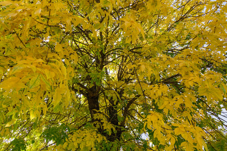 A tall tree covered in vibrant yellow autumn leaves seen from below, with sunlight filtering through...