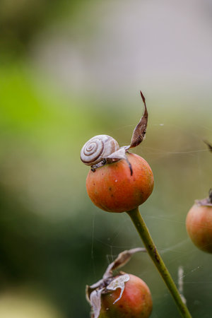 A delicate snail with a spiral shell sits atop a ripe orange rosehip fruit. The blurred green background and fine cobwebs create a calm, natural composition symbolizing patience and stillness.の写真素材