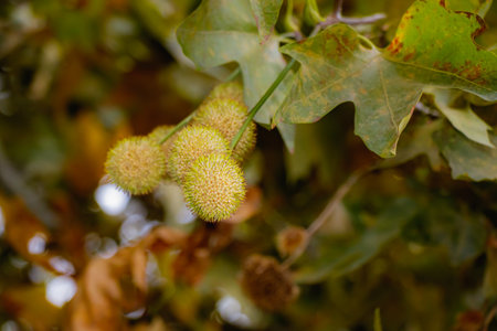 Detailed view of spiky spherical seed pods of a plane tree (Platanus) hanging from a branch surrounded by autumn foliage in shades of green and brown, symbolizing seasonal change and renewal.の写真素材