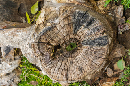 A close-up of an aged tree stump showing natural cracks, growth rings, and rich wooden texture. The...