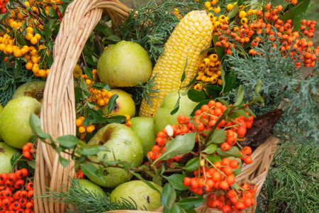 A rustic wicker basket displays a colorful mix of green apples, ripe corn, and orange berries among...