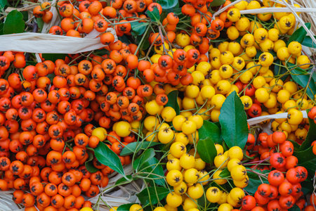 Close-up view of bright orange and yellow berry clusters surrounded by lush green leaves. The vivid autumn colors and natural texture symbolize the beauty and richness of the harvest season.の写真素材