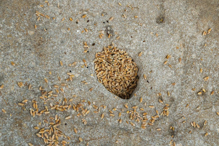 Golden wheat grains rest in a small stone hollow, representing the simplicity of rural farming and the timeless rhythm of agricultural work. A textured symbol of harvest and traditional craftsmanship.の写真素材