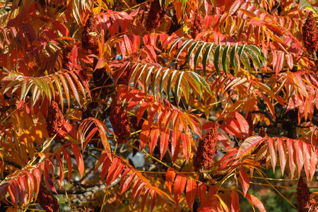 A close-up of vivid red and orange sumac leaves glowing under autumn sunlight. The detailed foliage and textured seed clusters capture the rich colors and serene mood of the fall season.の写真素材
