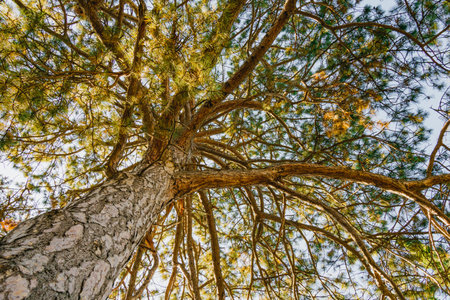 A majestic pine tree viewed from below, showing its rough bark and sunlit branches reaching into a clear blue sky. The warm light highlights natural textures and the calm beauty of the forest.の写真素材