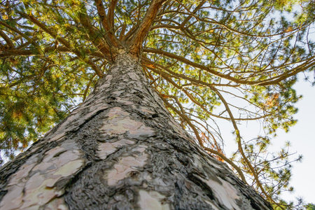 An upward perspective of a tall pine tree showing its rugged bark and radiant green branches illuminated by sunlight. The photo captures natural strength, growth, and forest tranquility.の写真素材