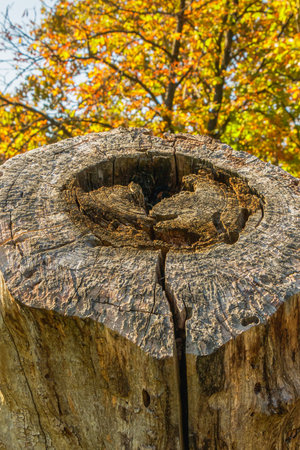 Detailed view of an old tree stump showing rich wood texture and deep cracks. The golden autumn leaves in the background add warmth and contrast, creating a rustic and serene forest mood.の写真素材