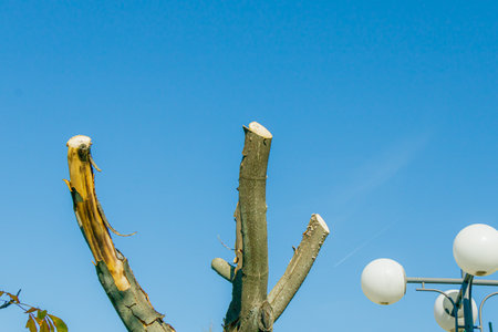A trimmed tree with freshly cut branches stands under a clear blue sky beside white street lamps....