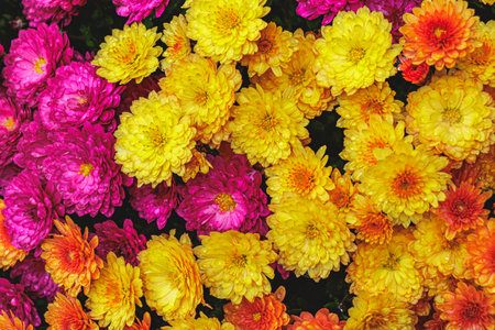 A close-up of blooming chrysanthemums in vivid yellow, pink, and orange hues. The fresh petals glisten with moisture, forming a rich, textured floral carpet full of seasonal color and beauty.の写真素材