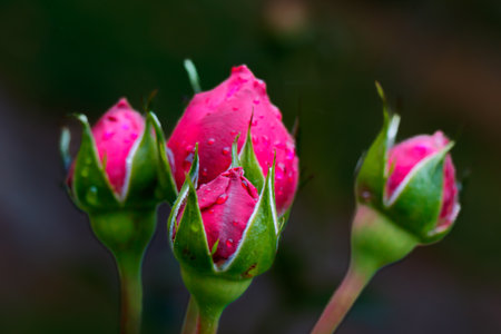 Fresh pink rose buds glisten with dew in the early morning light. The delicate petals and vibrant green sepals create a gentle contrast that captures purity, renewal, and natural beauty in spring bloom.の写真素材