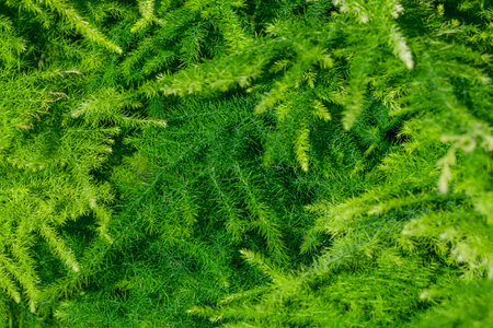 Close-up of vibrant green asparagus fern leaves forming a rich and detailed texture under sunlight....