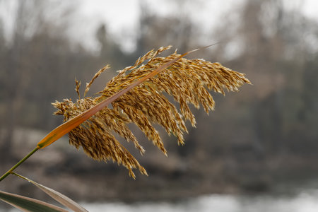 Golden grasses bend softly in the breeze along the riverbank, reflecting the mellow tones of autumn. The atmosphere is calm and peaceful, showcasing nature's beauty during this quiet season.の写真素材