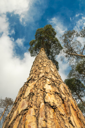 A towering pine tree stands majestically with its branches stretching upward. The blue sky and fluffy clouds create a serene backdrop, showcasing nature's beauty.の写真素材