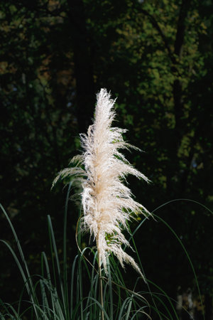 A striking cluster of pampas grass glows in the sunlight, standing alone amidst a dark green forest.の写真素材