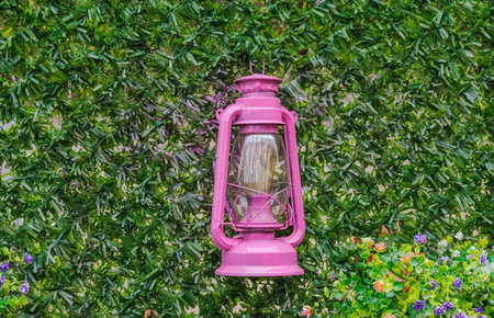 A bright pink lantern hangs on a green wall covered with plants and flowers. The scene takes place in a garden during daylight. The lantern adds color to the natural setting.の写真素材