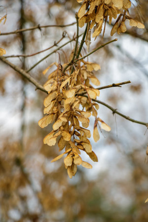 Seed pods dangle from branches in a forest setting as trees prepare for winter. The brown color...