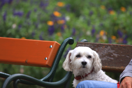 cute dog enjoys the park benchの写真素材