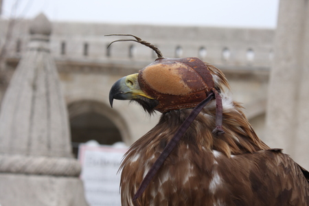 European Eagle with leather maskの写真素材
