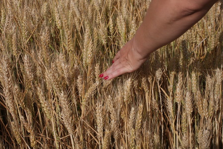 Wheat sprouts in a woman's farmer handの写真素材