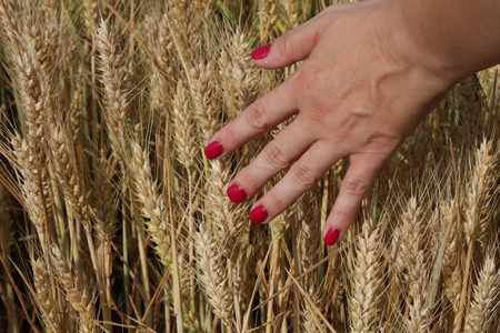 Wheat sprouts in a woman's farmer handの写真素材