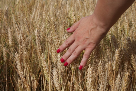 Wheat sprouts in a woman's farmer handの写真素材