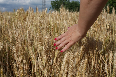 Wheat sprouts in a woman's farmer handの写真素材