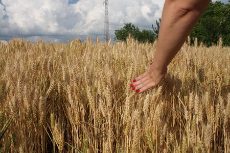 Wheat sprouts in a woman's farmer handの写真素材
