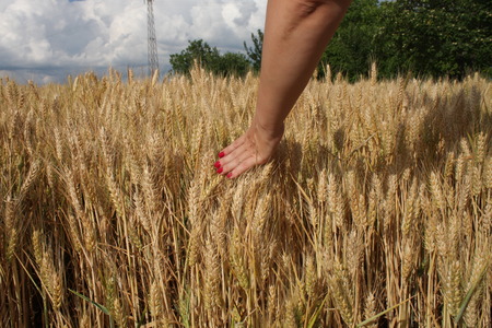 Wheat sprouts in a woman's farmer handの写真素材